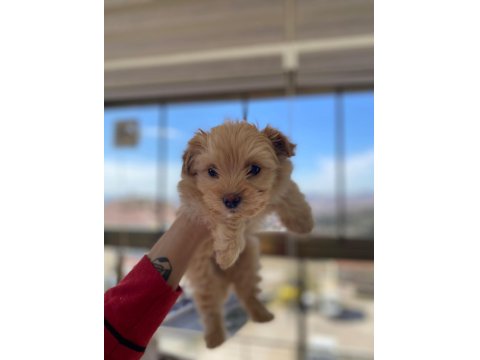 Yavru Maltipoo Köpekler