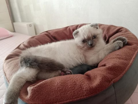 2 Buçuk Aylık Yavru Kedimiz