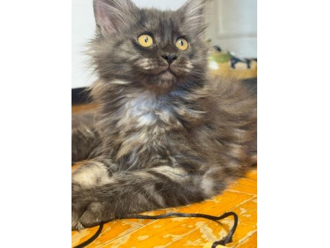 Saf Maine Coon Yavru
