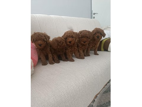 Sizin De Böyle Oyuncu Sağlıklı Poodle Dostunuz Olsun