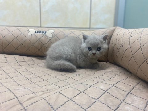 K9 Avrupa Çitliğinden Irk Ve Sağlık Garantili Brıtısh Ve Scottish Yavruları