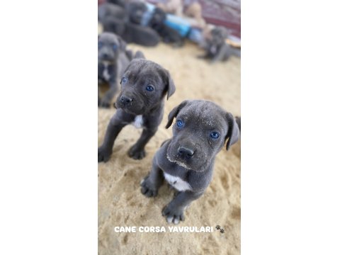 Dev Cane Corso Yavru Köpekler