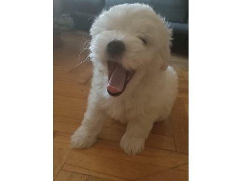 Maltese Terrier 3 Dişi Ve 1 Erkek Birbirinden Tatlı Yavrular