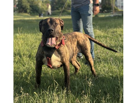 Üst Düzey Kan Presa Canario 9 Aylık