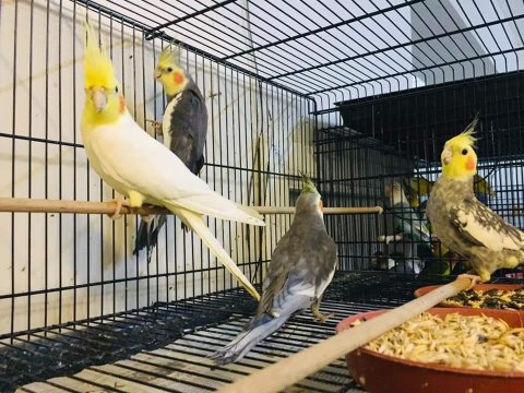 Sultan Papağanımız