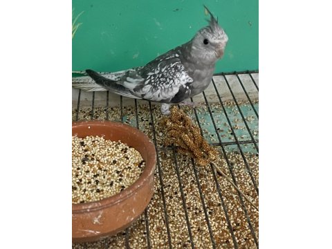 Yavru Sultan Papağanları