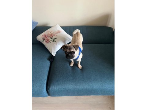 5 Aylık Pug Aşıları Yapıldı Karnesi Çıkartıldı