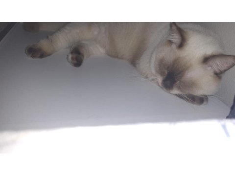 British Shorthair Çikolata Point