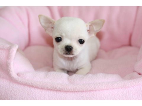 Mini Chihuahua Yavruları