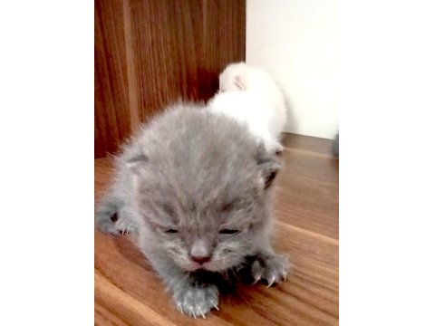 2 Beyaz Ve 2 Gri British Shorthair