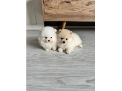 Pomeranian Boo Erkek