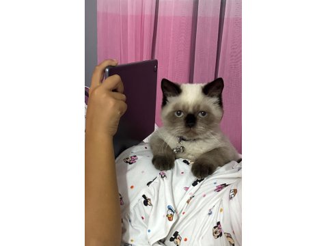 6 Aylık Kedimizi Sahiplendirmek İstiyoruz