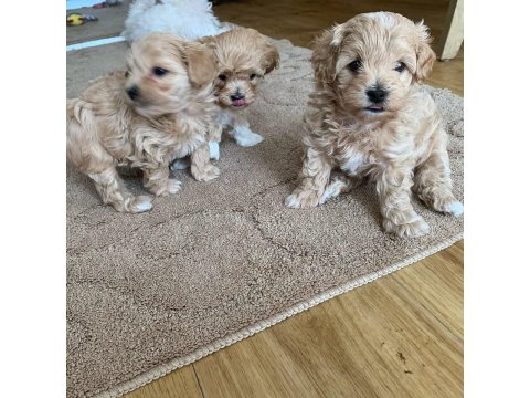 Ruhsatlı İşletmeden Garantili Maltipoo Bebekler