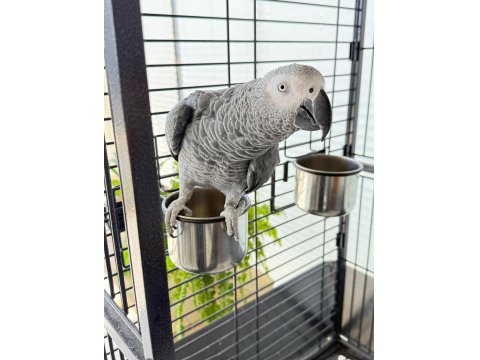 El Beslemesi Konuşan Jako Papağanı