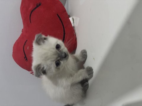 Dişi Bluepoint British Shorthair