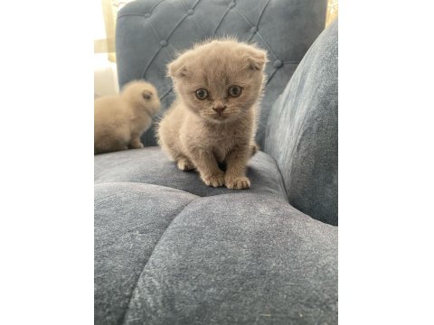 Her Renk Scottish Yavrular