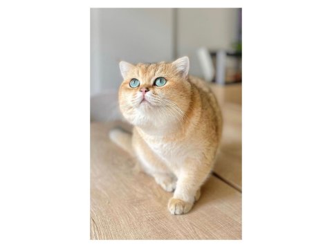 Golden British Longhair Ny11 Kaliteli Yavrular