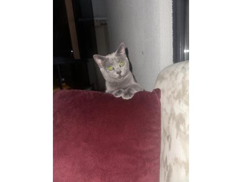 Oyuncu British Arkadaş