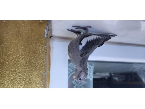 35 Günlük Sultan Papağanlarım Sahiplerine Bekliyor