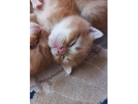 British Shorthair Ny12