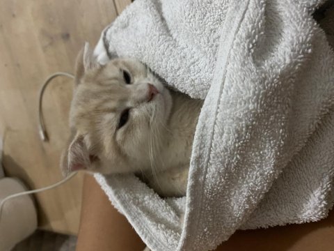 Kedilerimize Yuva Arıyoruz