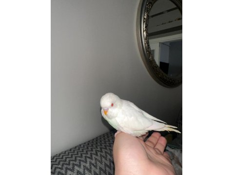 Yeni Yeme Düşen Muhabbet Kuşu Yavrular Esenler İstanbul