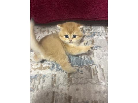 Saf Kan 2 Erkek Kardeş Golden British Kedimiz