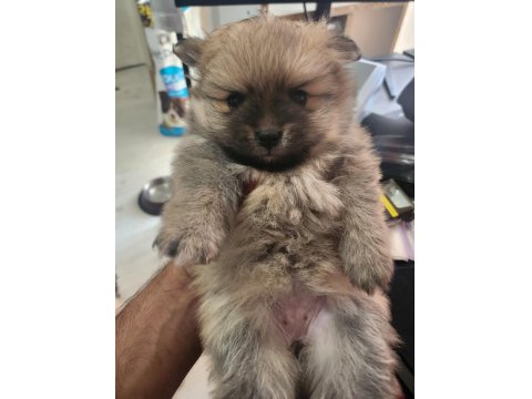 Rezerve Ye Açık Köpeğimiz