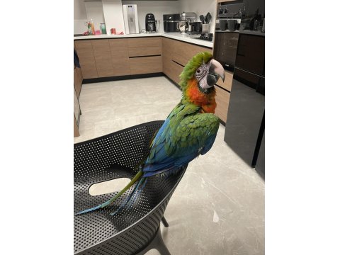 Hybrid Macaw Papağanı Eğitimli Uysal