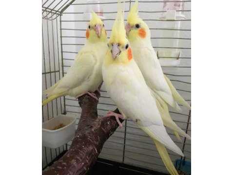 35 Günlük Yavru El Besleme Bebek Sultan Papağanlar