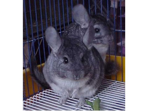 Chinchilla (Çinçila) Erkek Yavru