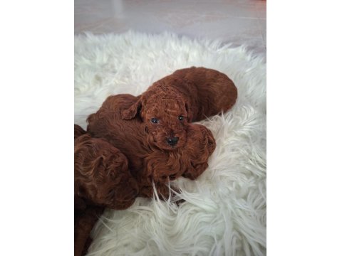 Mersin Lokumu Poodle Yavrular