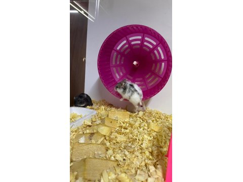 Hamster Baby Fish Aquarium Antalya