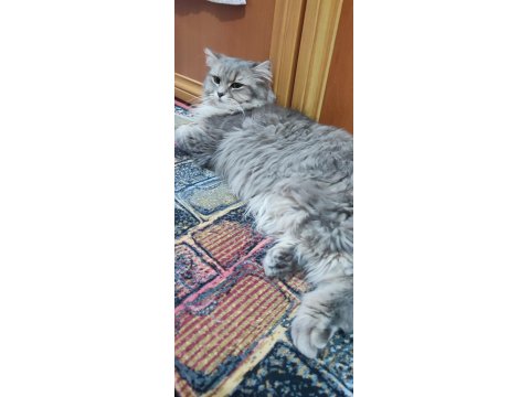 Ücretsiz Sahiplendirme Kedimiz