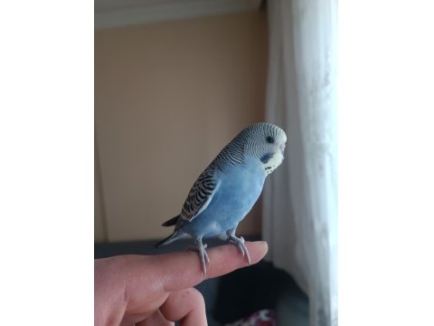 Ele Kola Alışkın Yeni Yeme Düşen Erkek Yavru Muhabbet Kuşu