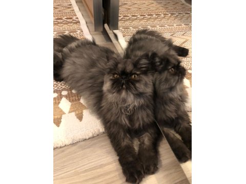 6 Aylık Dişi İran Persian Kediler