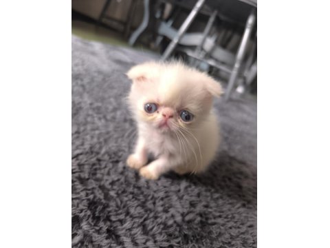 Safkan Exotic Long Ve Shorthair