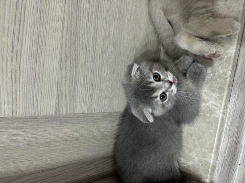 Birbirinden Tatlı Scottish Fold Yavrular