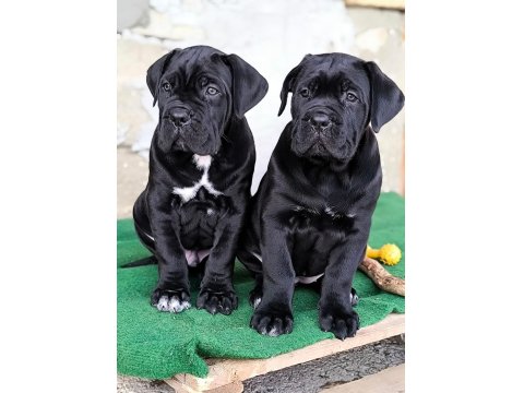 Sağlık Ve Irk Garantili Cane Corso