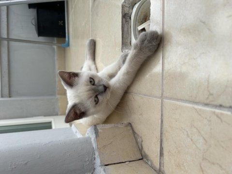 3.5 Aylık Blue Point Scottish Fold