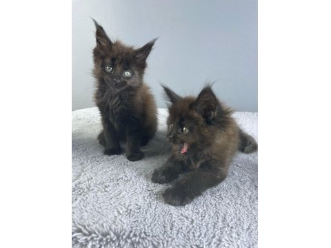 Safkan Maine Coon 03.03.2025 Doğumlu