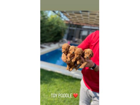 Toy Poodle Yavruları