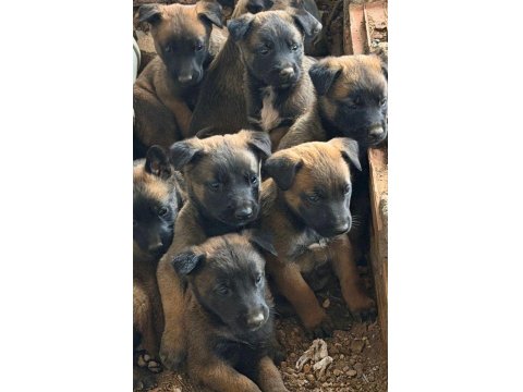 Erkek Ve Dişi Malinois Belçika Kurt Yavrucukları