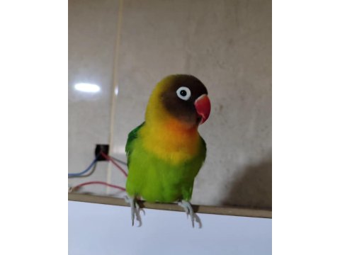 Dişi Cennet Papağanımız