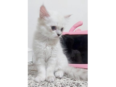 Scottish Straight Red Point Silver Erkek 21 Nisan Doğumlu