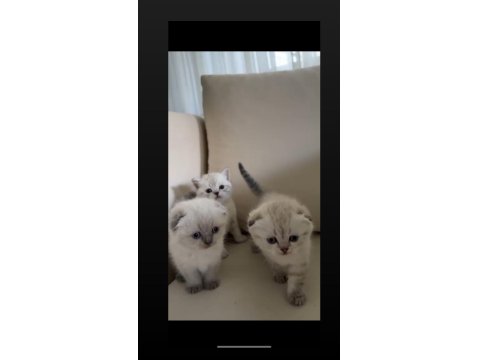 Lynx Point Safkan Scottish Fold Yavrularımız
