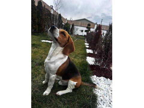 2 Yaşında Safkan Beagle