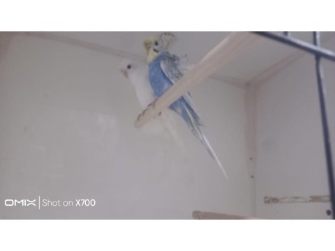 Prehistoricpets Güvencesi İle Japones Muhabbet Kuşu Takım