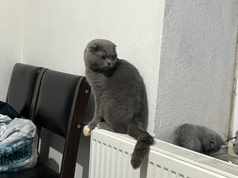 Birbirine Alışkın İki Safkan Dost Kediler Yeni Yuvalarını Arıyor