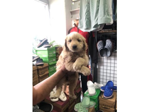 Golden Retriever Güzellikler